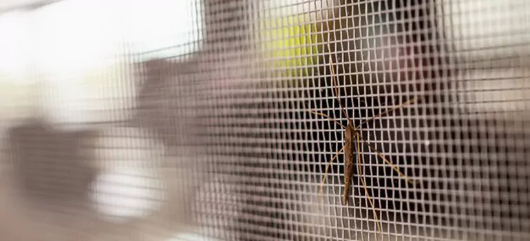 Repair Mosquito Mesh For Windows in Princeton, FL